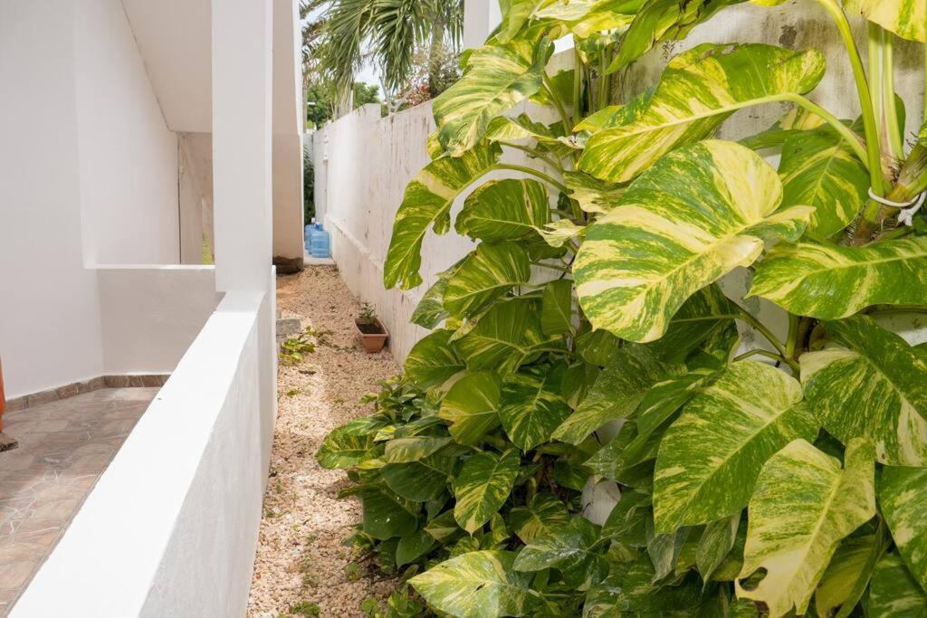Villa Caribe باياهيبي المظهر الخارجي الصورة